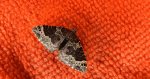 Paśnik niecierpek (Ecliptopera silaceata)