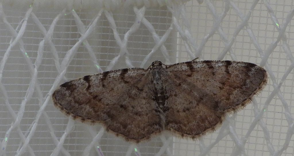 Przylepek olszyniak (Aethalura punctulata)