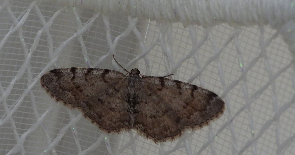 Przylepek olszyniak (Aethalura punctulata)