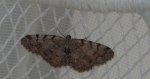 Przylepek olszyniak (Aethalura punctulata)