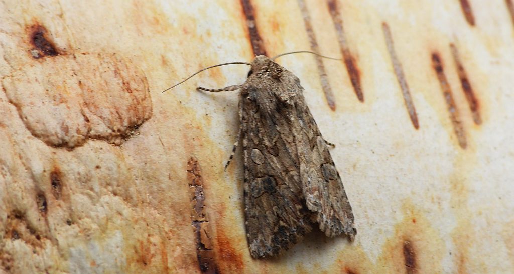 Piętnówka chwastówka (Anarta (Calocestra) trifolii)