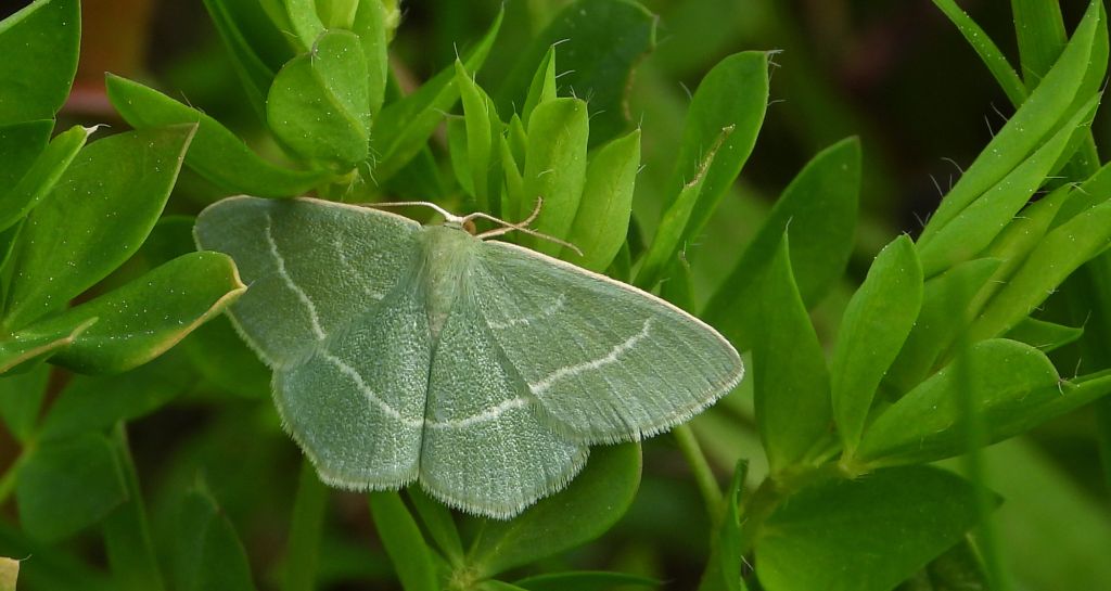 Miernik seledyniak (Chlorissa viridata)