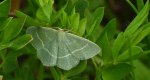 Miernik seledyniak (Chlorissa viridata)