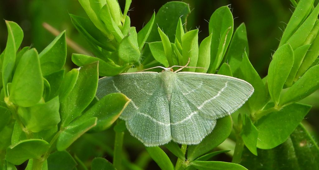 Miernik seledyniak (Chlorissa viridata)