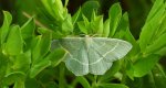 Miernik seledyniak (Chlorissa viridata)