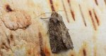 Piętnówka chwastówka (Anarta (Calocestra) trifolii)