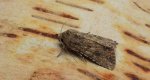 Piętnówka chwastówka (Anarta (Calocestra) trifolii)