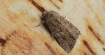 Piętnówka chwastówka (Anarta (Calocestra) trifolii)