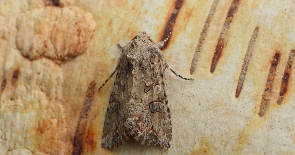 Piętnówka chwastówka (Anarta (Calocestra) trifolii)