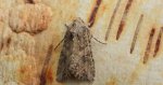 Piętnówka chwastówka (Anarta (Calocestra) trifolii)