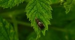 Grapholita jungiella