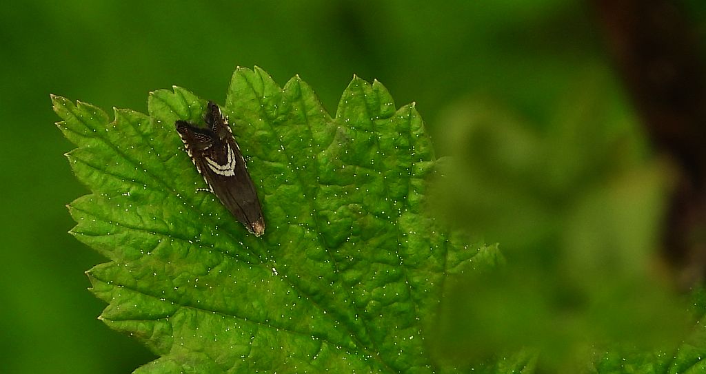 Grapholita jungiella