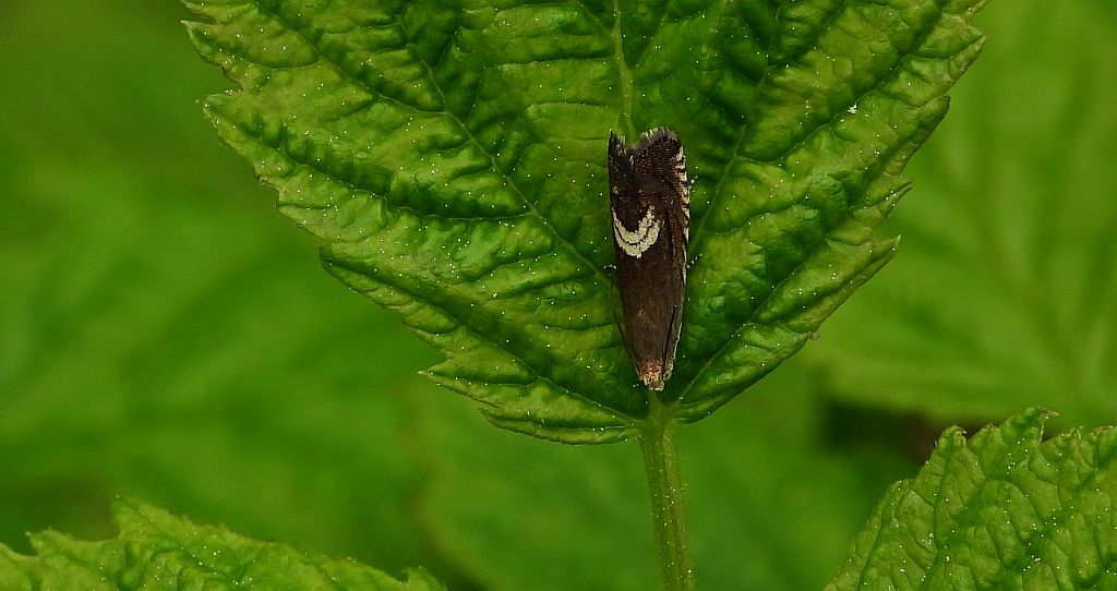 Grapholita jungiella