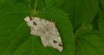 Witalnik dębiak (Macaria notata)