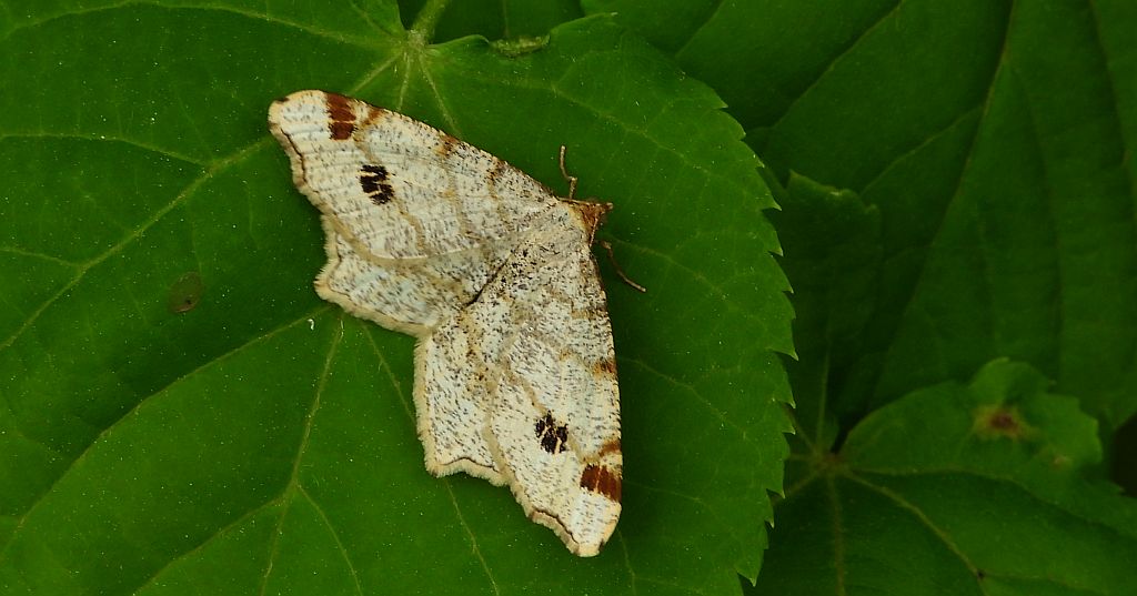 Witalnik dębiak (Macaria notata)