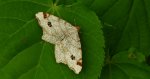 Witalnik dębiak (Macaria notata)