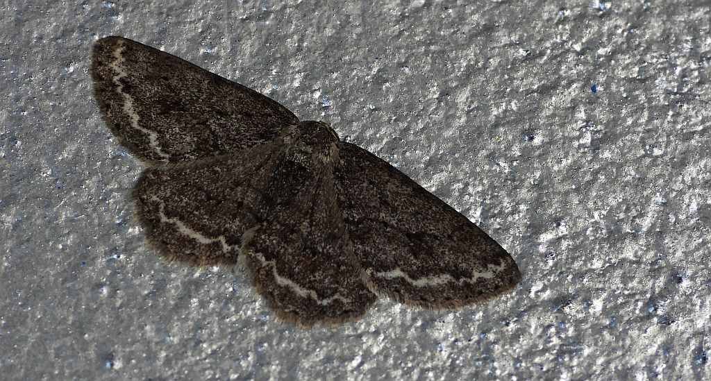 Przylepek nadębek (Hypomecis roboraria)