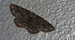Przylepek nadębek (Hypomecis roboraria)