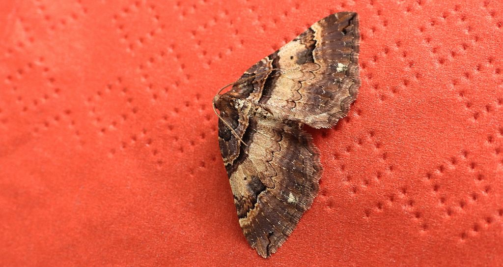 Paśnik kasztanek (Earophila badiata)