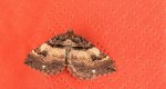Paśnik kasztanek (Earophila badiata)