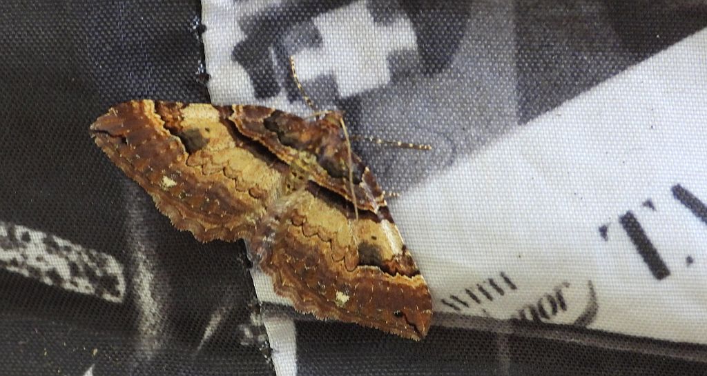 Paśnik kasztanek (Earophila badiata)