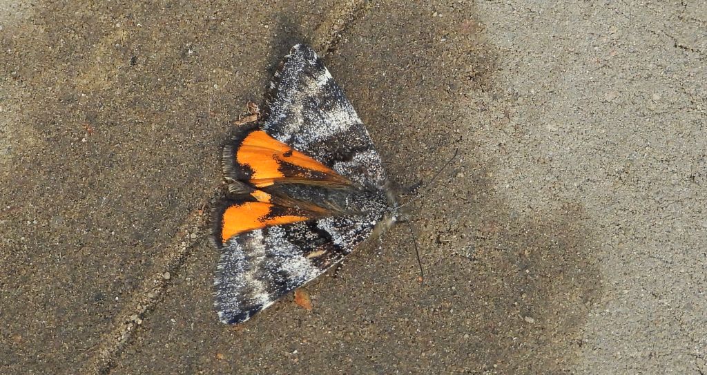 Bęsica kwietniówka (Archiearis parthenias)