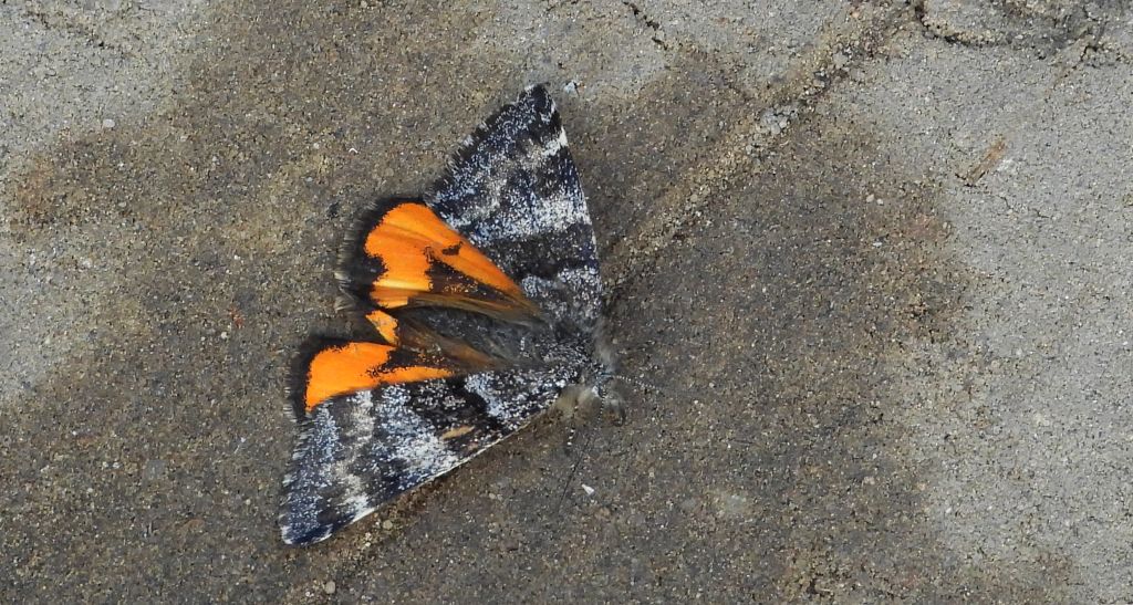 Bęsica kwietniówka (Archiearis parthenias)