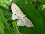 Walgina rdestniak (Timandra comae)