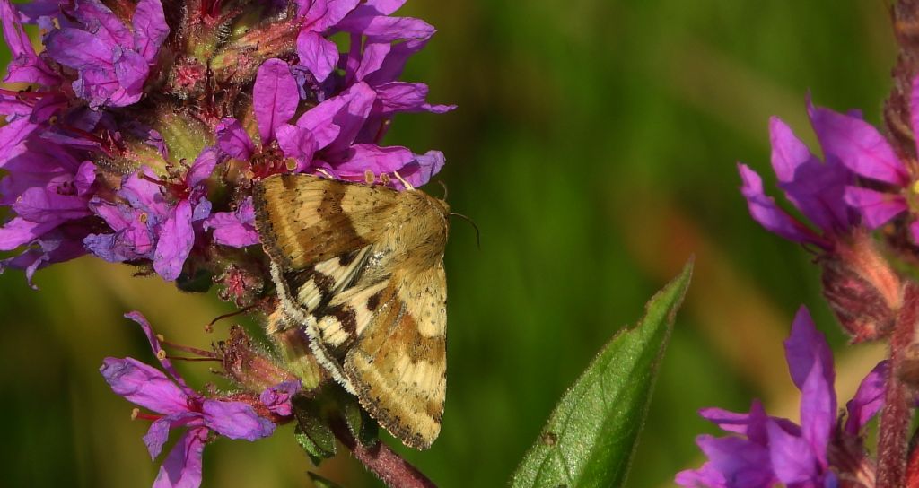 Słonecznica - Heliothis adaucta