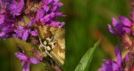 Słonecznica - Heliothis adaucta