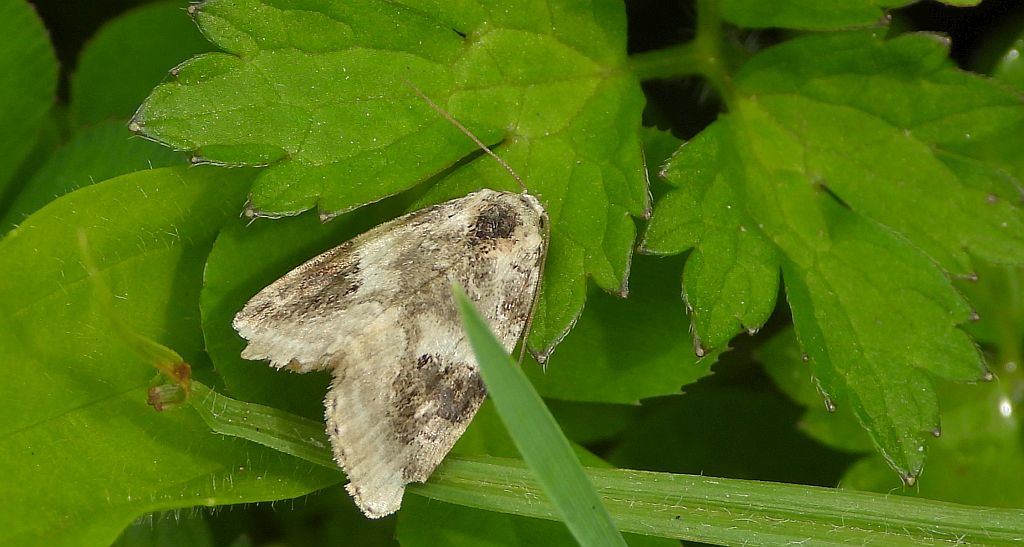 Pseudeustrotia candidula