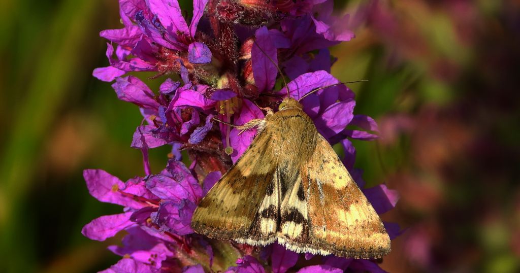 Słonecznica - Heliothis adaucta