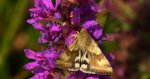 Słonecznica - Heliothis adaucta