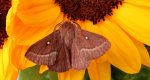 Barczatka koniczynówka (Lasiocampa /Pachygastria/ trifolii)