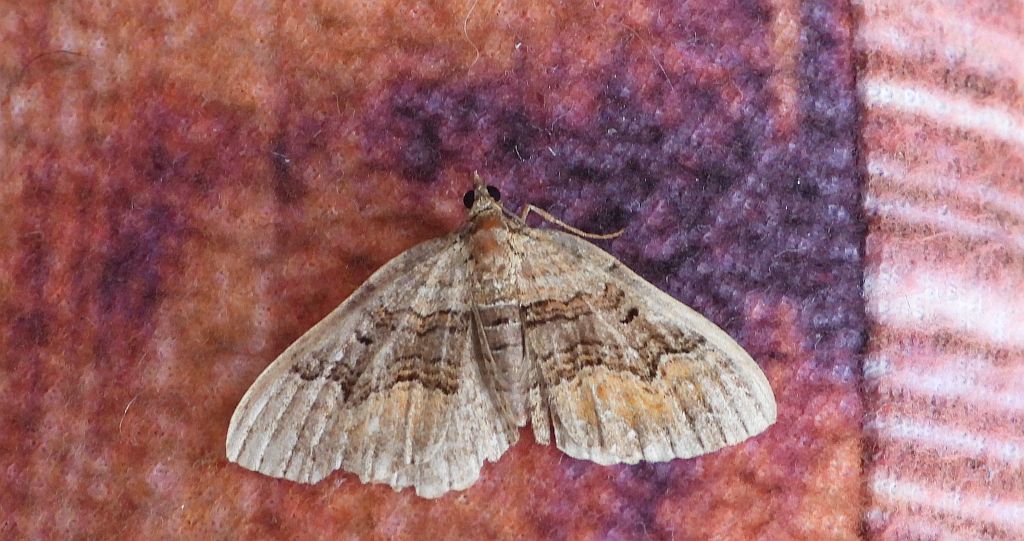 Paśnik przytuliak (Epirrhoe galiata)