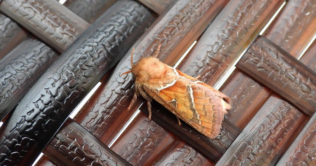 Krótkowąs sylvina (Triodia sylvina)