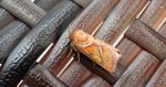 Krótkowąs sylvina (Triodia sylvina)