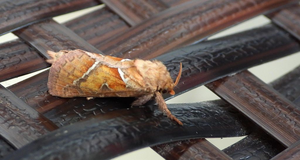 Krótkowąs sylvina (Triodia sylvina)