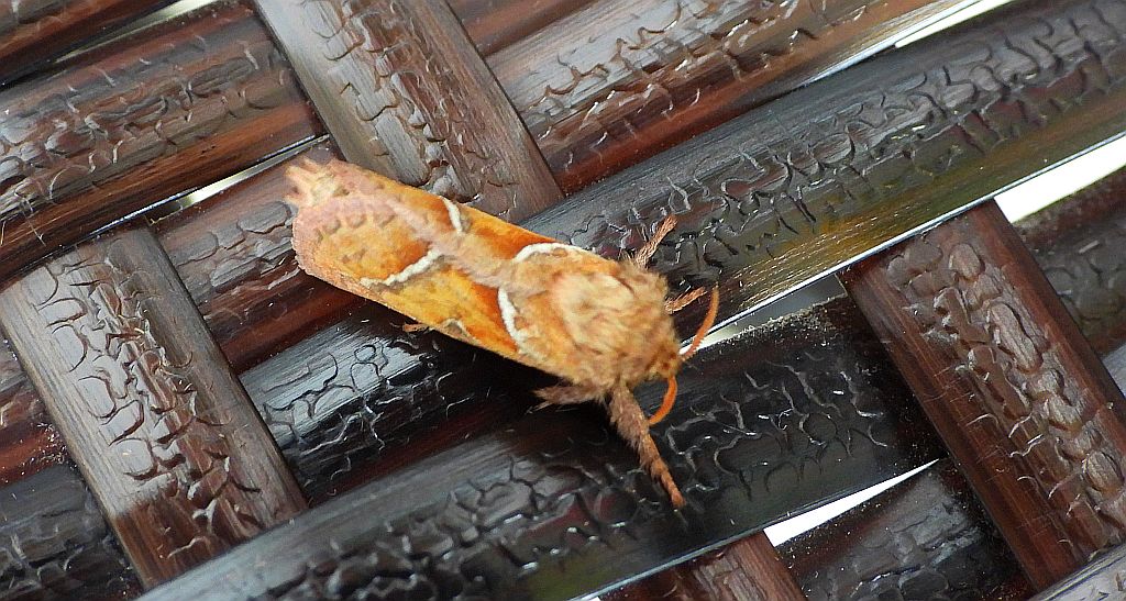 Krótkowąs sylvina (Triodia sylvina)