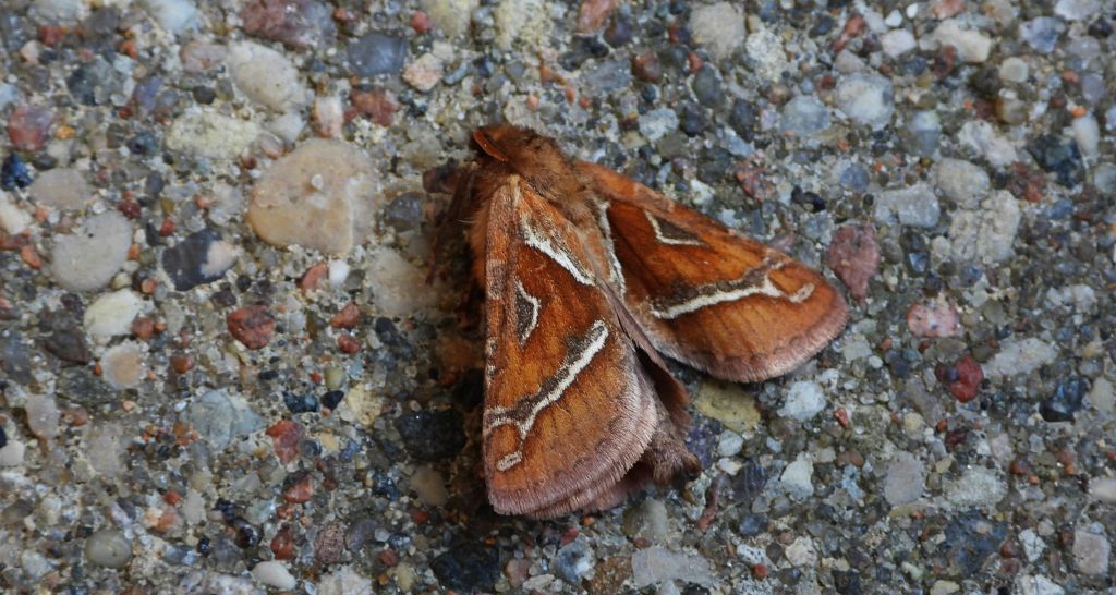 Krótkowąs sylvina (Triodia sylvina
