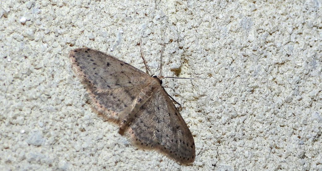 Krocznik rzędzik (Idaea seriata)