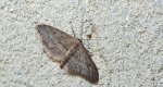 Krocznik rzędzik (Idaea seriata)