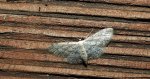 Krocznik rzędzik (Idaea seriata)