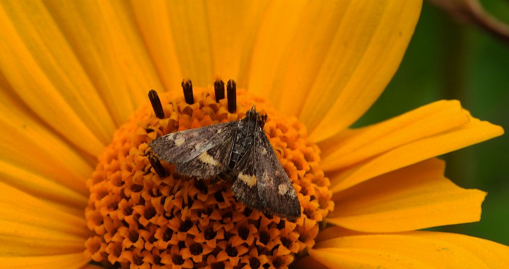Omacnica złotowianka (Pyrausta aurata)