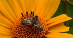 Omacnica złotowianka (Pyrausta aurata)