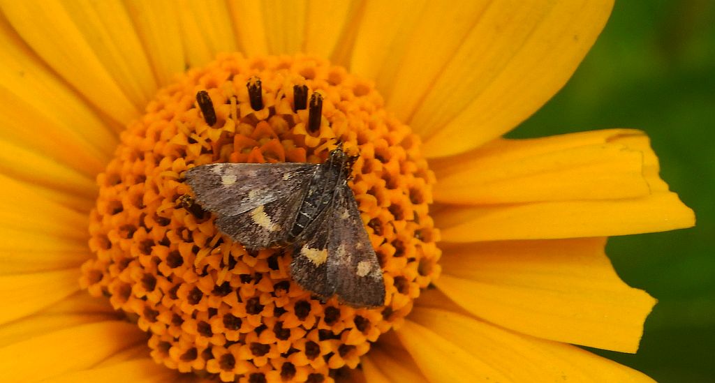 Omacnica złotowianka (Pyrausta aurata)