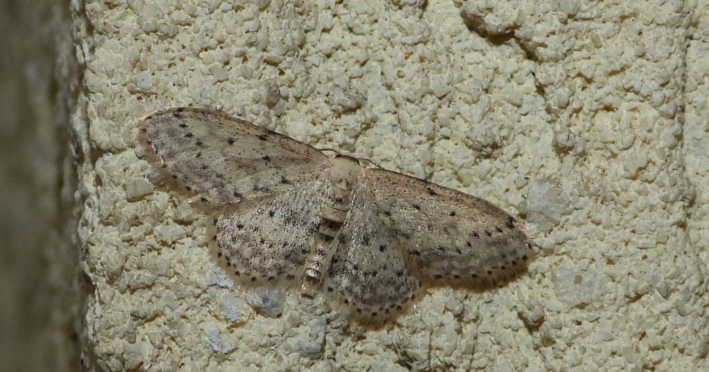 Krocznik rzędzik (Idaea seriata)