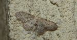 Krocznik rzędzik (Idaea seriata)