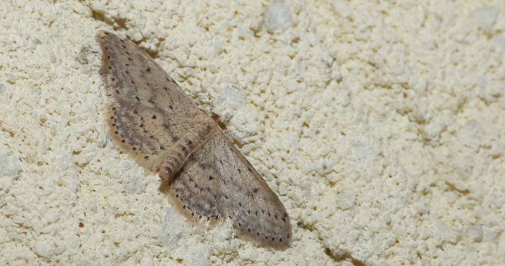 Krocznik rzędzik (Idaea seriata)