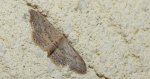 Krocznik rzędzik (Idaea seriata)